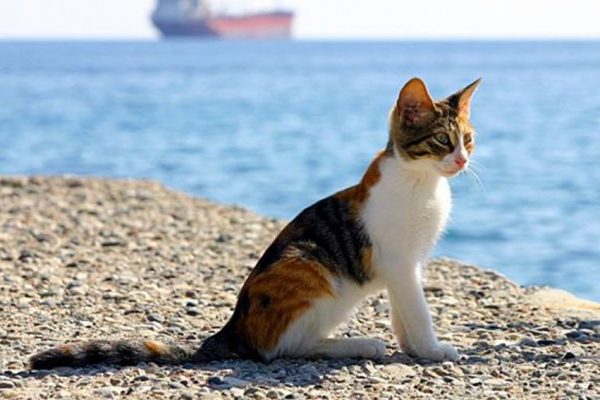Gattino-vicino-al-mare